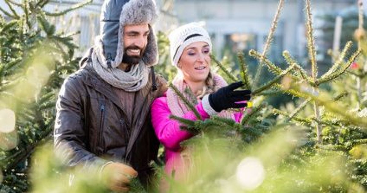 Le prix d'un sapin de noël en 2024