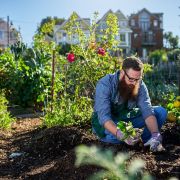 Le top 10 des fruits et légumes simples à cultiver