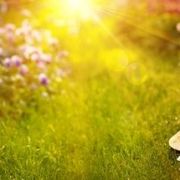 Le top 10 des plantes couvre-sol
