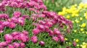 Les chrysanthèmes : fleurs d’automne, culture et entretien