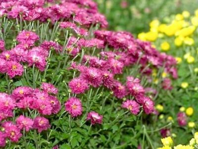 Les chrysanthèmes : fleurs d’automne, culture et entretien