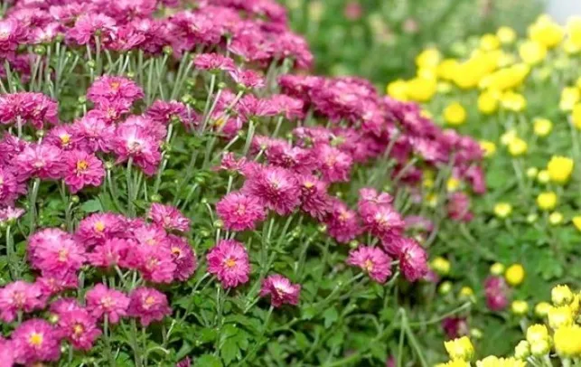 Les chrysanthèmes : fleurs d’automne, culture et entretien