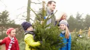 Les différentes espèces et variétés de sapins de noël