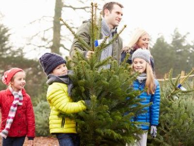 Les différentes espèces et variétés de sapins de noël