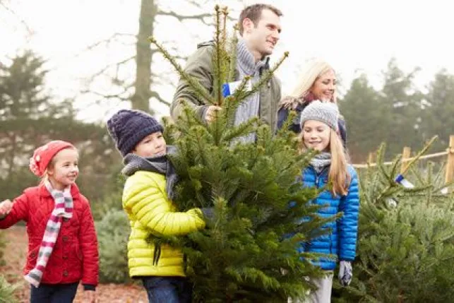 Les différentes espèces et variétés de sapins de noël