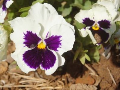 Les fleurs d’automne pour jardinières