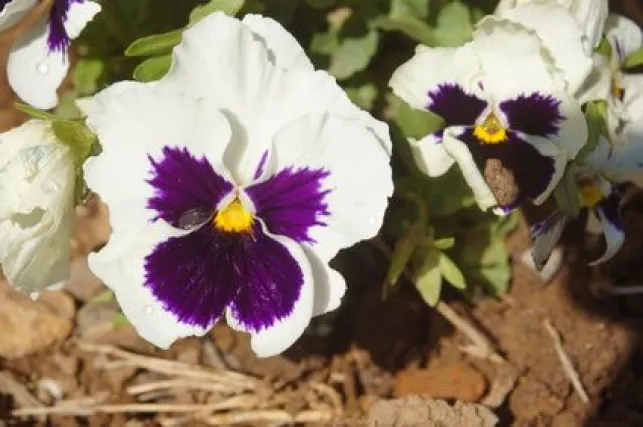 Les fleurs d’automne pour jardinières