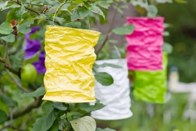 Les lampions : une idée pour éclairer votre jardin et créer une ambiance cosy