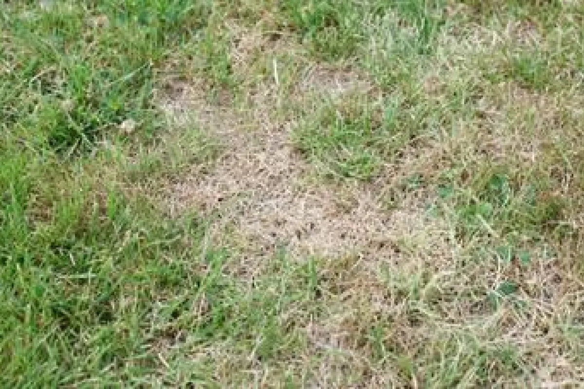 Maladie du gazon : traitement rouille, trou dans la pelouse