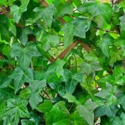 Les plantes envahissantes de votre jardin