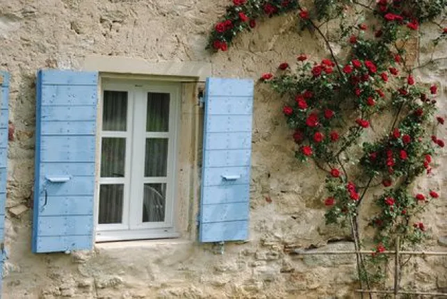 Les plantes grimpantes à palisser sur un mur : rosier grimpant