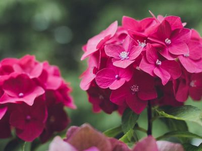 Les plantes qui aiment l'ombre