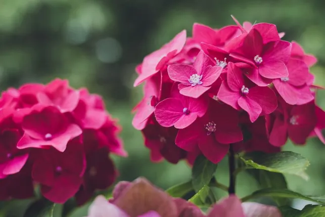 L'hortensia est une plante qui aime les lieux ombragés