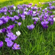 Les plantes toxiques de votre jardin