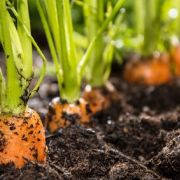 Les techniques de permaculture dans un jardin potager