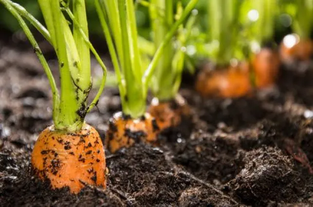 Les techniques de permaculture dans un jardin potager