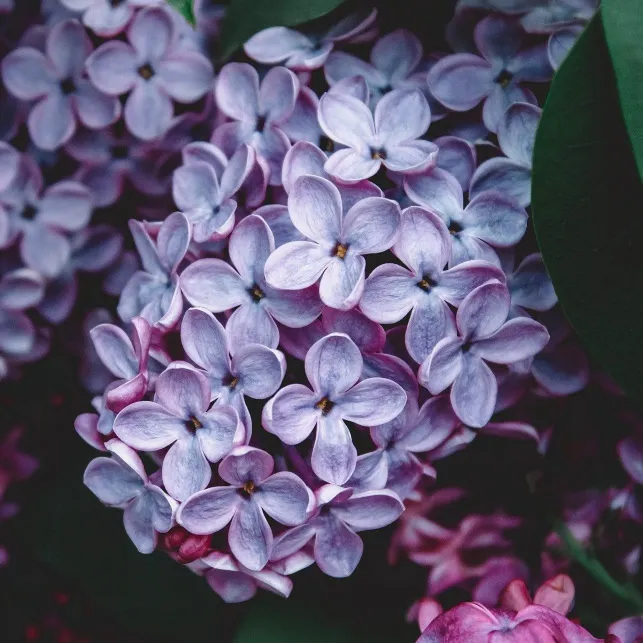 Avec son parfum captivant et ses petits pétales mauves en grappe, le lilas embaumera votre jardin