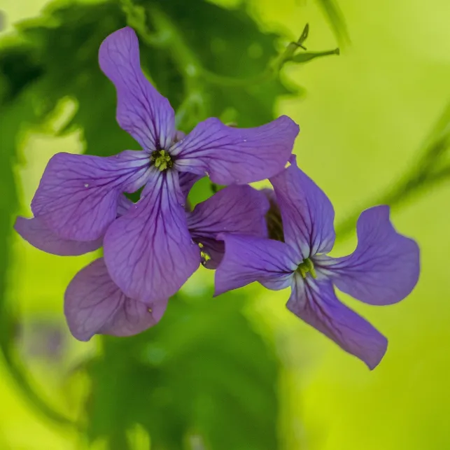 Petite fleur disposée de 4 pétales violets, la lunaire colorera votre jardin en douceur