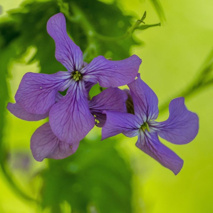 Petite fleur disposée de 4 pétales violets, la lunaire colorera votre jardin en douceur Petite fleur disposée de 4 pétales violets, la lunaire colorera votre jardin en douceur