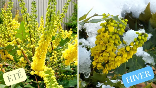 Mahonia Été vs Hiver