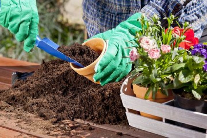 Marcotter des plantes Marcotter des plantes