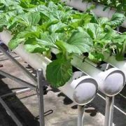 Méthode de jardinage : la culture hydroponique