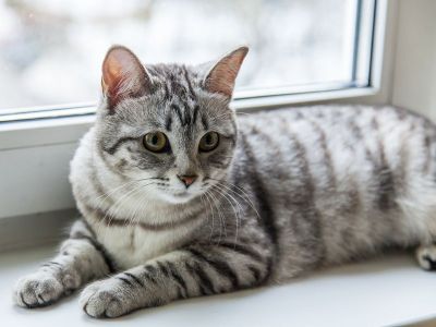 Mon propriétaire peut-il refuser les animaux domestiques ?