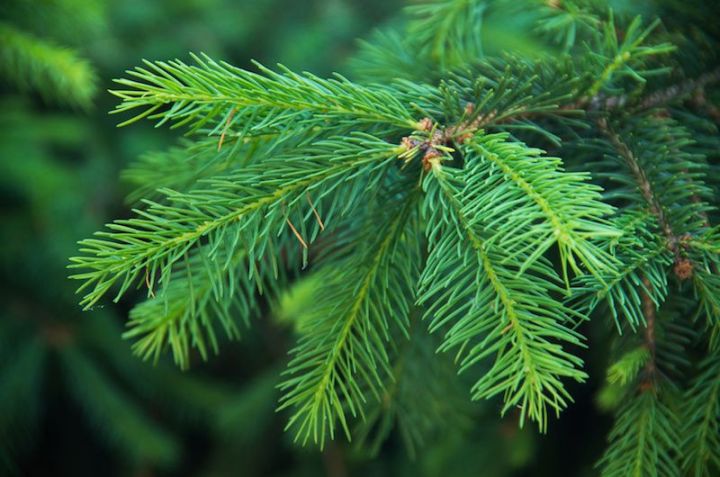 Mon sapin perd ses aiguilles, que faire ? Mon sapin perd ses aiguilles, que faire ?