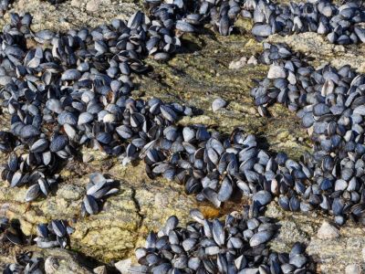 Incroyable mais vrai : des moules pour isoler votre maison !