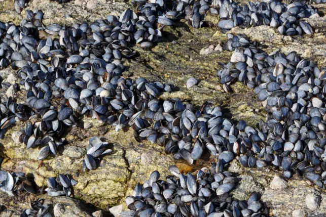 Qui aurait cru que les moules pouvaient servir comme isolant ?