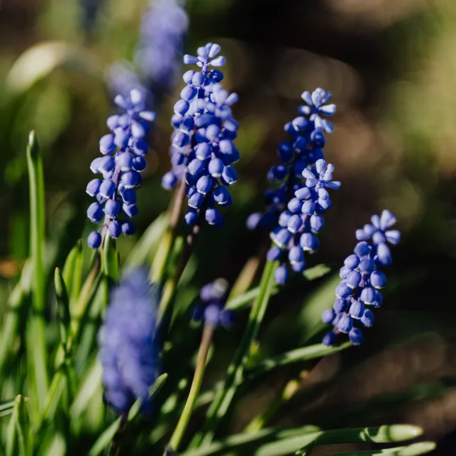 La forme originale de clochettes du muscari ornera votre terrasse d'une jolie teinte violette