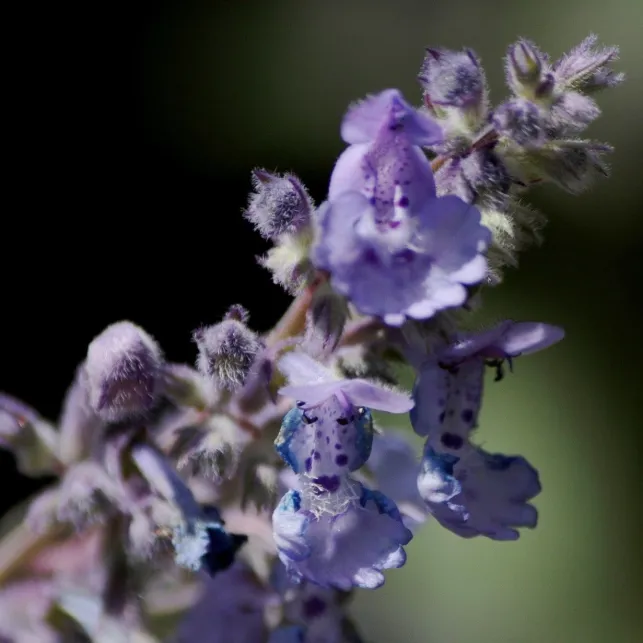 Agrémentez votre jardin d'une touche de romantisme avec quelques buissons de népéta d'un bleu violacé
