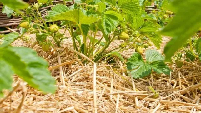 Paillez votre potager pour le protéger des caprices du froid