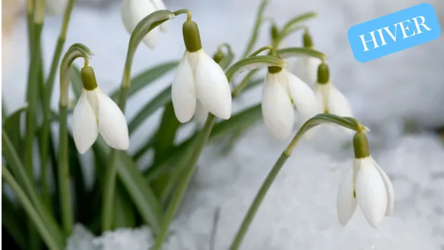 Perce-Neige en Hiver