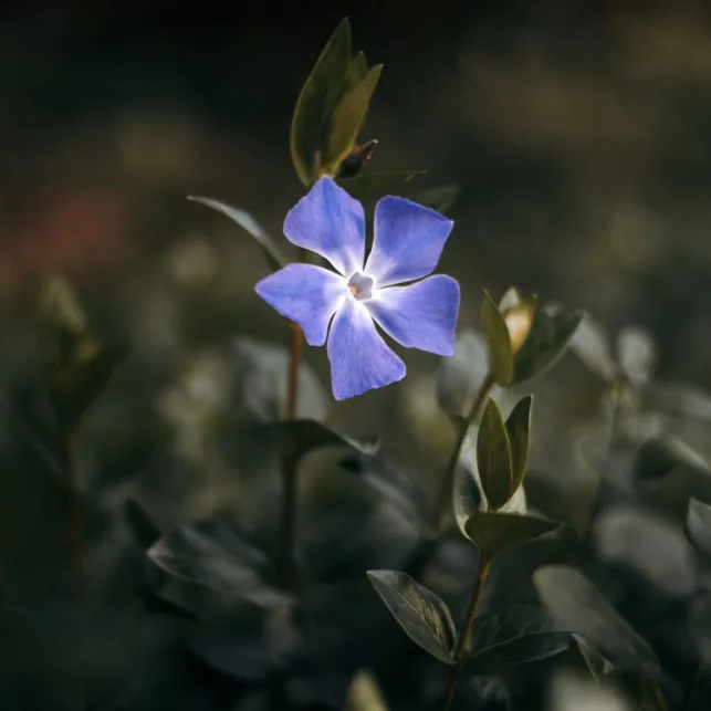 Avec la belle teinte de bleu violacé de ses 5 pétales, la pervenche éclairera votre pelouse