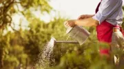 Plantation d’une haie de jardin