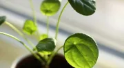 Plante intérieure : le pilea