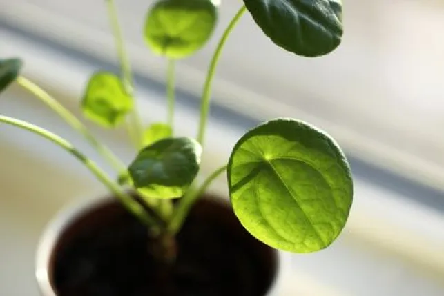 Plante intérieure : le pilea