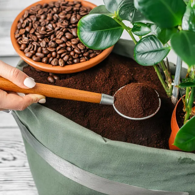 Le marc de café peut servir d'engrais naturel pour vos plantes !