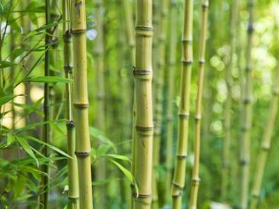 Planter du bambou dans un jardin