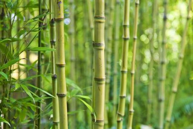 Planter du bambou dans un jardin