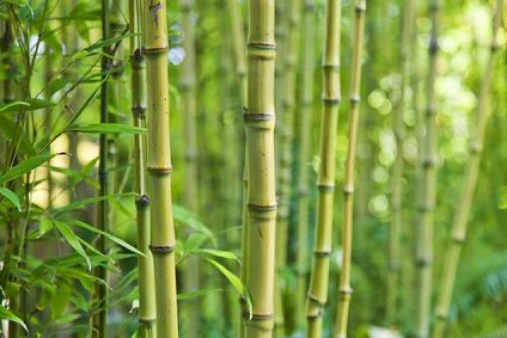 Planter du bambou dans un jardin Planter du bambou dans un jardin