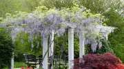 Plantes grimpantes sur une pergola