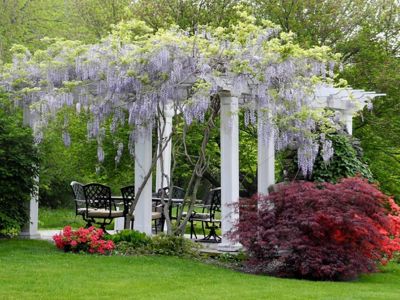 Plantes grimpantes sur une pergola