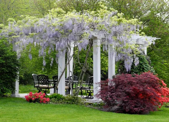 Plantes grimpantes sur une pergola