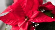 Poinsettia (rose de Noël) : entretien, arrosage, durée de vie