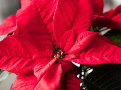 Poinsettia (rose de Noël) : entretien, arrosage, durée de vie