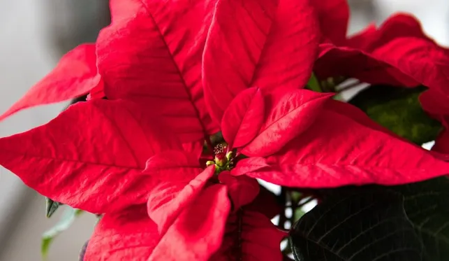 Poinsettia (rose de Noël) : entretien, arrosage, durée de vie