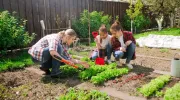 Potager : les règles de base