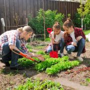 Potager : les règles de base